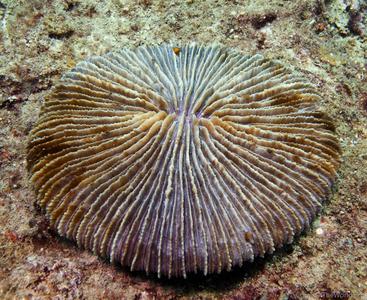 CotW: Fungia klunzingeri