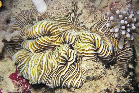 CotW preview: Fungia moluccensis