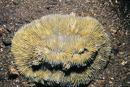 CotW: Fungia moluccensis