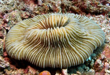 CotW: Fungia moluccensis