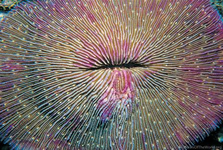 CotW: Fungia repanda