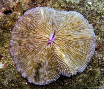 Fungia scabra