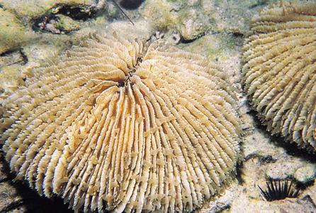CotW: Fungia scruposa