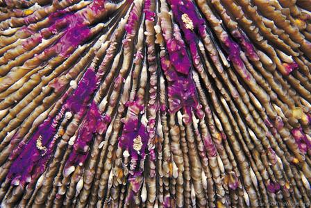 CotW: Fungia scruposa