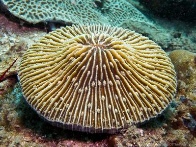 CotW: Fungia scruposa