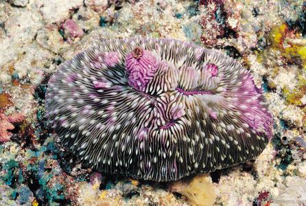 Fungia scutaria