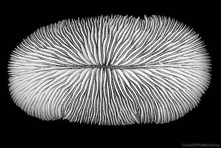 CotW preview: Fungia seychellensis