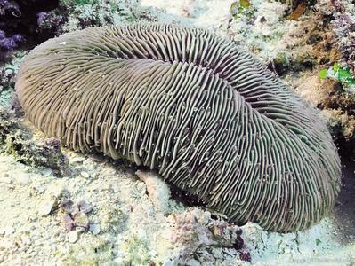 CotW: Fungia seychellensis