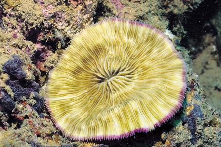 Fungia spinifer