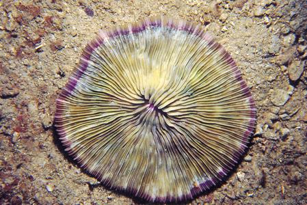 CotW: Fungia spinifer