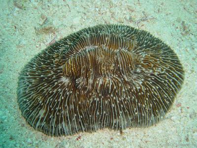CotW: Fungia taiwanensis