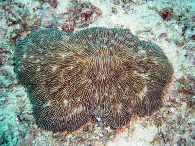 CotW: Fungia taiwanensis