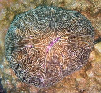CotW: Fungia taiwanensis