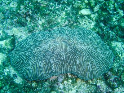 CotW: Fungia taiwanensis