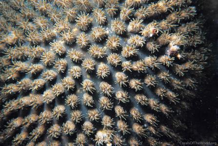 CotW: Galaxea astreata