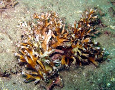 CotW: Galaxea cryptoramosa