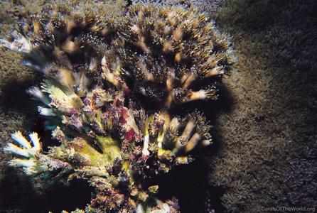 CotW: Galaxea cryptoramosa