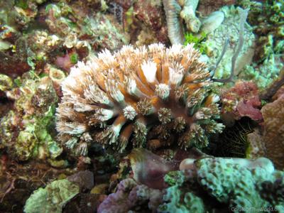 CotW: Galaxea cryptoramosa