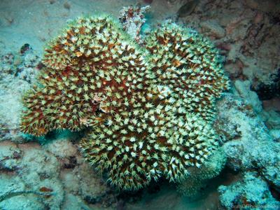 CotW: Galaxea longisepta