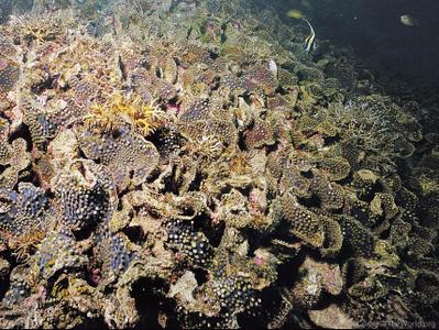CotW preview: Galaxea paucisepta