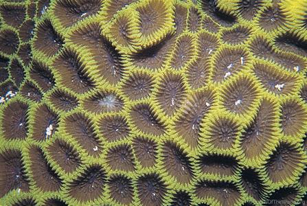 CotW: Goniastrea aspera