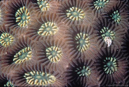 CotW: Goniastrea aspera