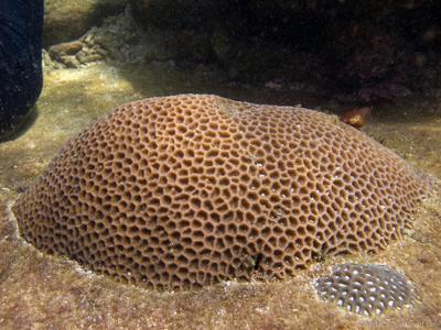 CotW: Goniastrea aspera