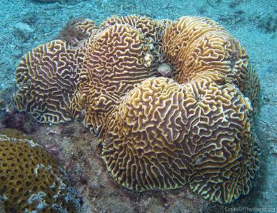 CotW: Goniastrea australensis