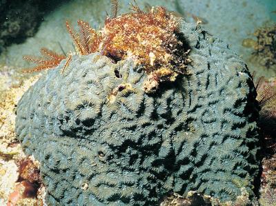 Goniastrea columella