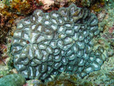 Goniastrea deformis