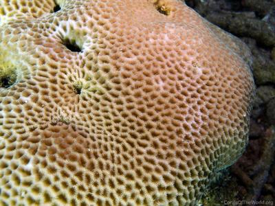 Goniastrea edwardsi