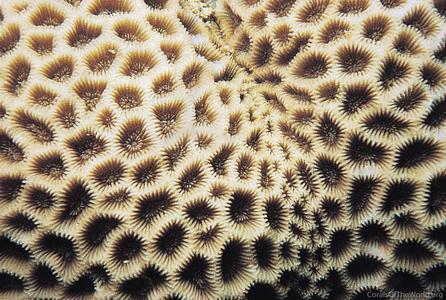 CotW: Goniastrea edwardsi