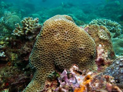 CotW: Goniastrea edwardsi