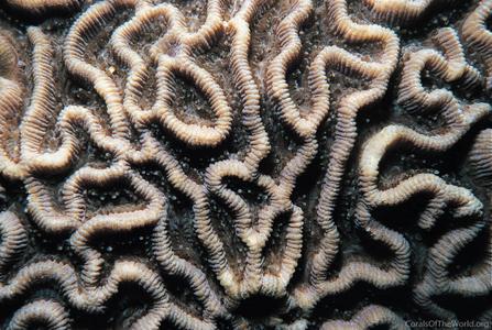 Goniastrea favulus