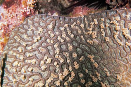 CotW: Goniastrea favulus