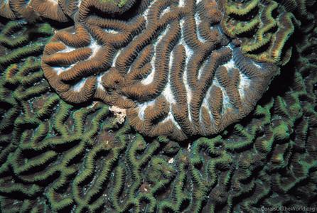 CotW: Goniastrea favulus
