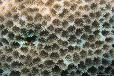 CotW: Goniastrea minuta