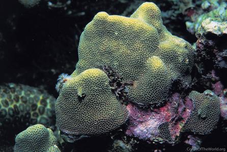 CotW: Goniastrea minuta