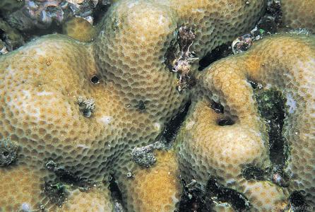CotW: Goniastrea minuta