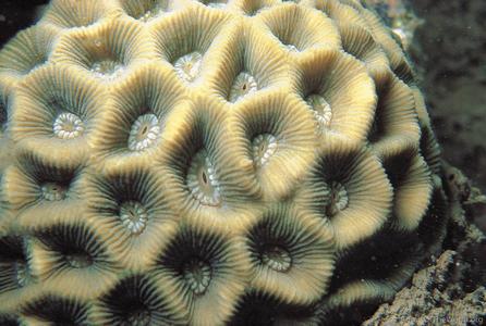 CotW: Goniastrea palauensis