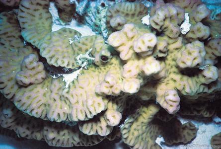 CotW preview: Goniastrea pectinata