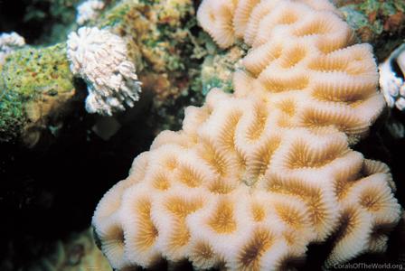 CotW: Goniastrea pectinata