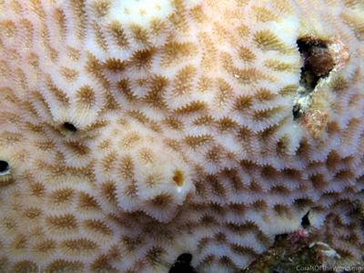 CotW: Goniastrea pectinata