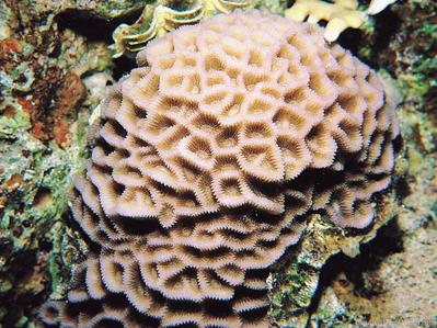 CotW preview: Goniastrea peresi
