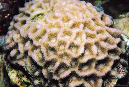 CotW: Goniastrea peresi
