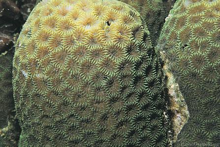 Goniastrea retiformis