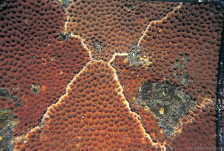CotW: Goniastrea retiformis
