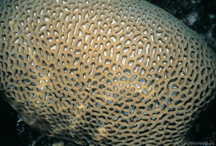 Goniastrea thecata