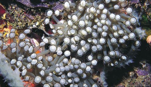 CotW: Goniopora albiconus