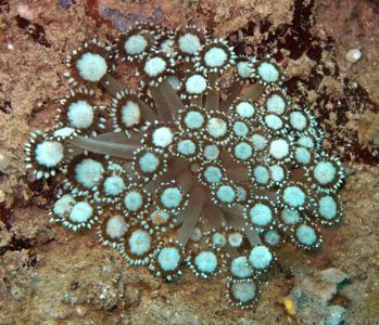 CotW: Goniopora albiconus